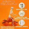 5 Pack 16" Posable Skeletons – Halloween Full Body Props for Haunted House & Graveyard Decor - Image 3