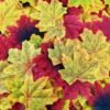 500 PCS Artificial Maple Leaves – Mixed Fall Colors for Weddings, Events, Thanksgiving, Scrapbooking & Home Decor - Image 3