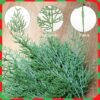 50 PCS 13.5" Frosted Pine Branches – Snowy Artificial Pine Sprigs for Christmas Wreaths & Decor - Image 4