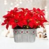 Christmas Poinsettia Table Centerpiece – LED Artificial Flowers in Rustic Metal Pot, Holiday Décor, 1 Pack - Image 5