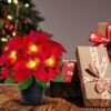 2-Pack Red Velvet Poinsettias – 12" LED Lighted Faux Silk Plants in Pots for Christmas Decor, Indoor & Outdoor - Image 5