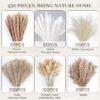 450PCS Natural Dried Pampas Grass – Boho Bunny Tails for Wedding & Farmhouse Decor - Image 4