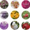 9 Bags Natural Dried Flowers – Herbal Kit with Rose, Lavender, Jasmine for Candle Making, Soap & Bath Bombs - Image 4